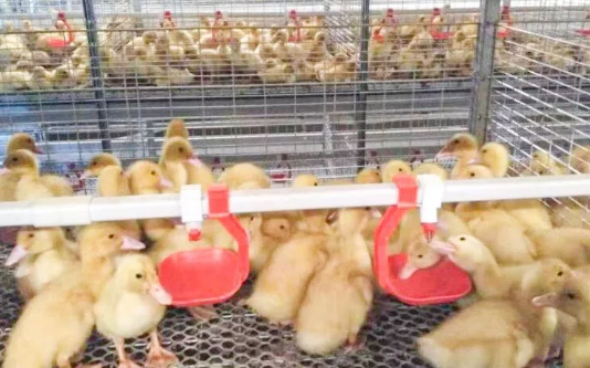 養(yǎng)鴨場(chǎng)老板：熱泵供暖溫度高，費(fèi)用比燒煤還??！